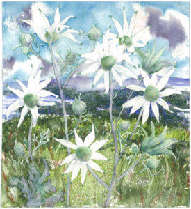 I was astonished by these beautiful fields of flannel flowers growing everywhere around Swansea and Blacksmiths
